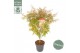 Acer palmatum Jerre Schwartz 
