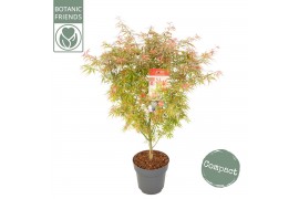 Acer palmatum Jerre Schwartz