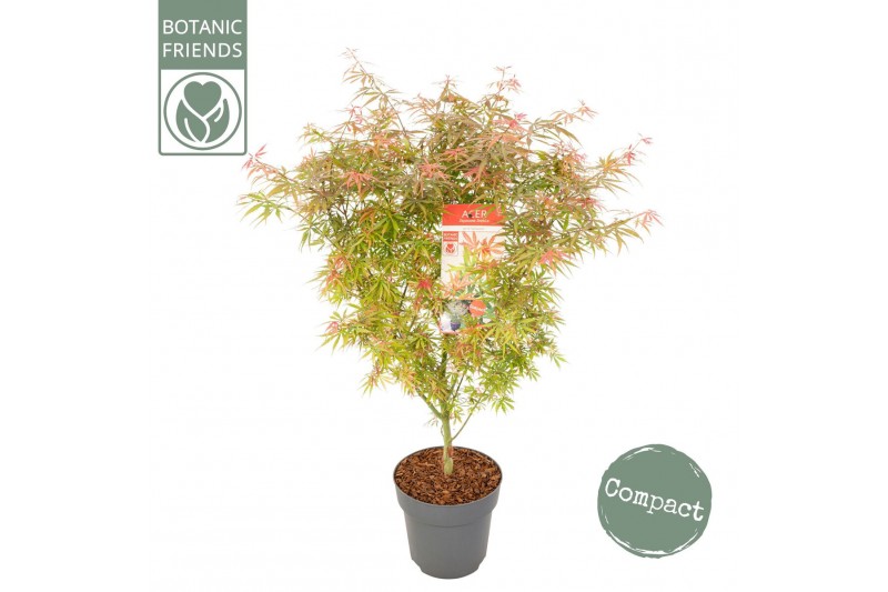 Acer palmatum Jerre Schwartz 
