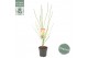 Acer palmatum Jerre Schwartz 