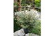 Acer palmatum Jerre Schwartz 