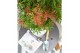Acer palmatum Jerre Schwartz 