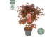 Acer palmatum Shaina 