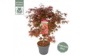 Acer palmatum Shaina