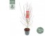 Acer palmatum Shaina 