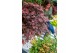 Acer palmatum Shaina 