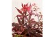 Acer palmatum Shaina 