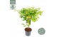 Acer palmatum bi hoo 