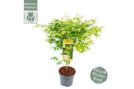 Acer palmatum bi hoo