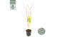 Acer palmatum bi hoo 