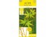 Acer palmatum bi hoo 