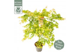 Acer palm.sangokaku