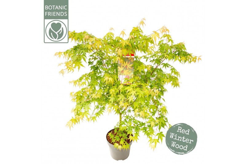 Acer palm.sangokaku 