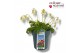 Dicentra Dicentra Amore Titanium 