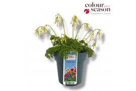 Dicentra Dicentra Amore Titanium