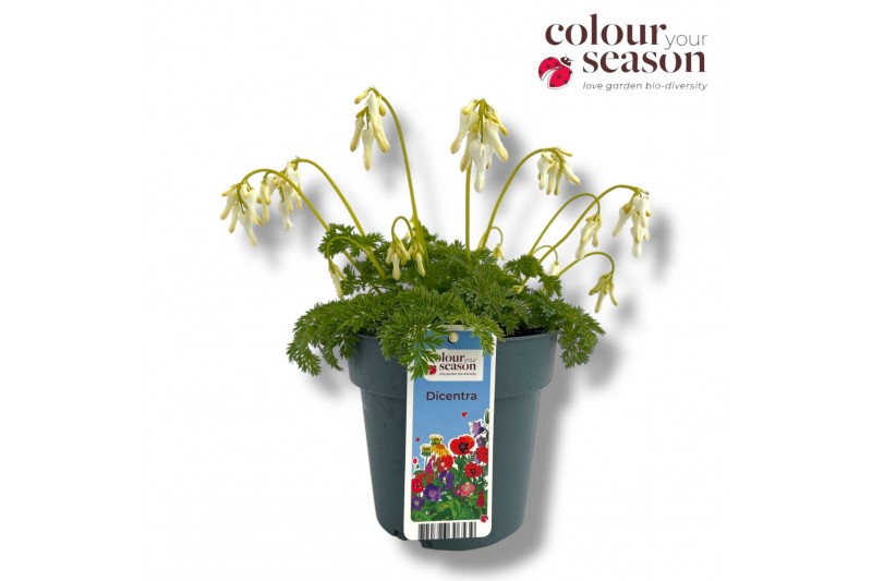 Dicentra Dicentra Amore Titanium 