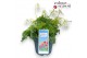 Dicentra Dicentra Amore Titanium 