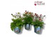 Geum rivale Geum Mixlaag 