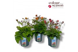 Geum rivale Geum Mixlaag
