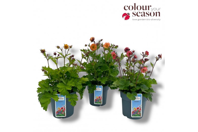 Geum rivale Geum Mixlaag 