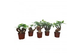 Pachira aquatica Pachira 10,5 cm bonsai 3 soorten mix overig pp