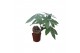 Pachira aquatica Pachira 10,5 cm bonsai 3 soorten mix overig pp 