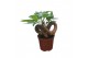 Pachira aquatica Pachira 10,5 cm bonsai 3 soorten mix overig pp 