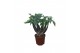 Pachira aquatica Pachira 10,5 cm bonsai 3 soorten mix overig pp 
