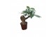 Pachira aquatica Pachira 10,5 cm bonsai 3 soorten mix overig pp 