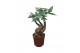Pachira aquatica Pachira 10,5 cm bonsai 3 soorten mix overig pp 