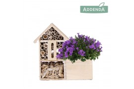 Campanula port. ambella intens purple Campanula Addenda Ambella Intens