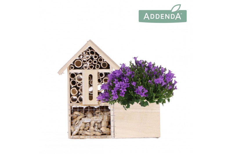 Campanula port. ambella intens purple Campanula Addenda Ambella Intens 