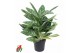 Aglaonema Golden Madonna 