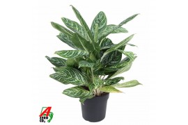 Aglaonema Golden Madonna