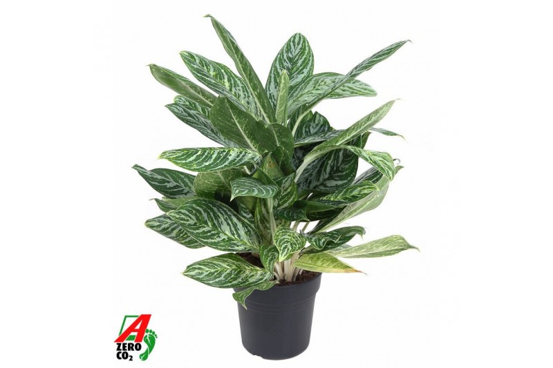 Aglaonema Golden Madonna 