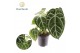 Anthurium Anthurium Chrystallinum P19 1 bl. overig pp 