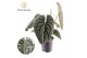 Anthurium Anthurium Luxurian P19 1 bl. overig pp 