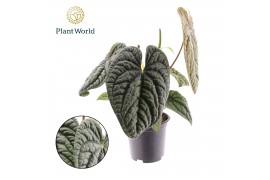 Anthurium Anthurium Luxurian P19 1 bl. overig pp