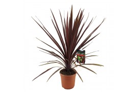 Cordyline australis red star 1 PP