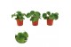 Pilea peperomioides Pilea peperomioides 5 cm diameter 1 pp 