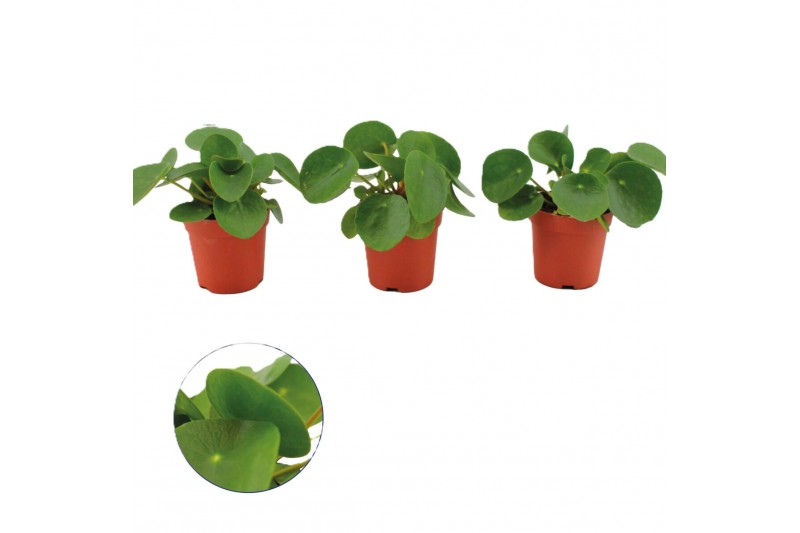Pilea peperomioides Pilea peperomioides 5 cm diameter 1 pp Pilea peperomioides Pilea peperomioides 5 cm diameter 1 pp