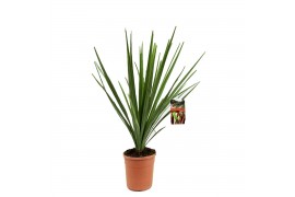 Cordyline indivisa