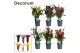 Zantedeschia mix decorum 