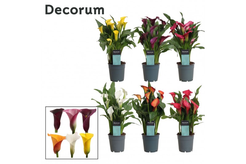 Zantedeschia mix decorum 