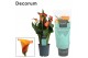 Zantedeschia morning sun decorum oranje 