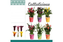 Zantedeschia mix + potcover