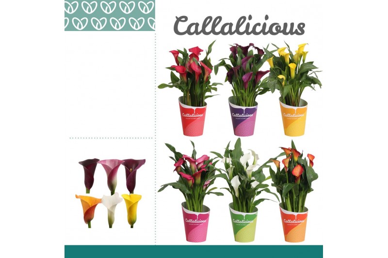 Zantedeschia mix + potcover 