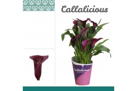 Zantedeschia paco + potcover