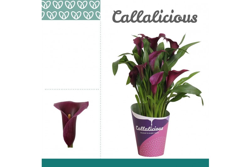 Zantedeschia paco + potcover 
