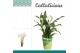 Zantedeschia crystal blush + potcover 